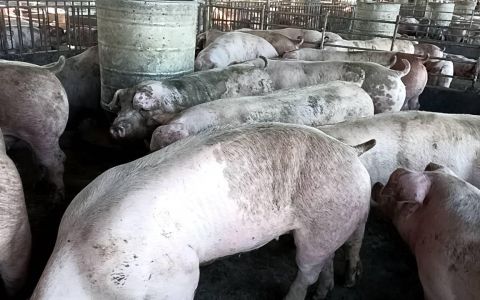 博堯生物科技 肥利寶-飼料添加劑 將於臺灣智慧農業週盛大展出